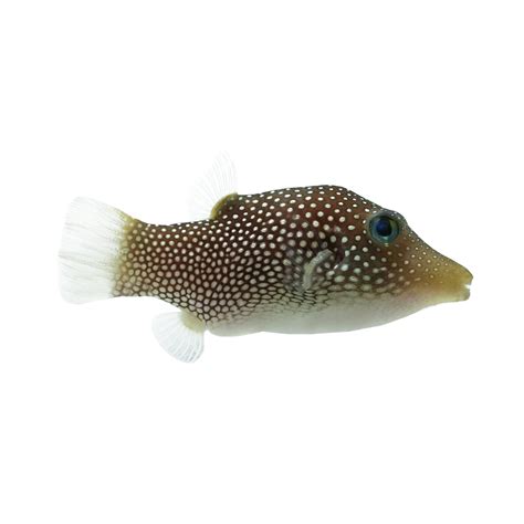 gw2 spotted pufferfish.